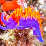 Berghia Nudibranchs for Sale