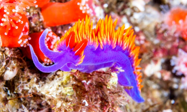 Berghia Nudibranchs for Sale