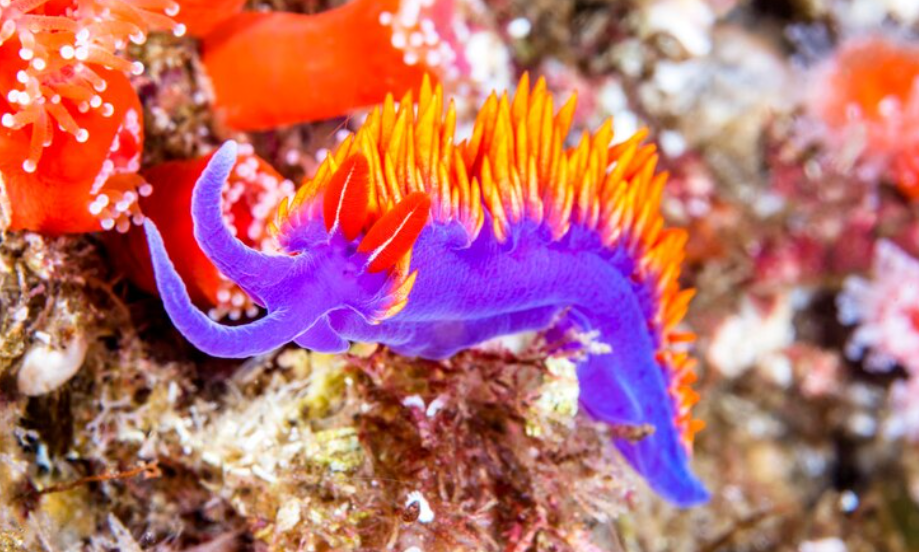 Berghia Nudibranchs for Sale