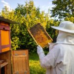 Bee Removal