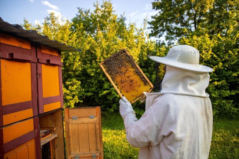 Bee Removal