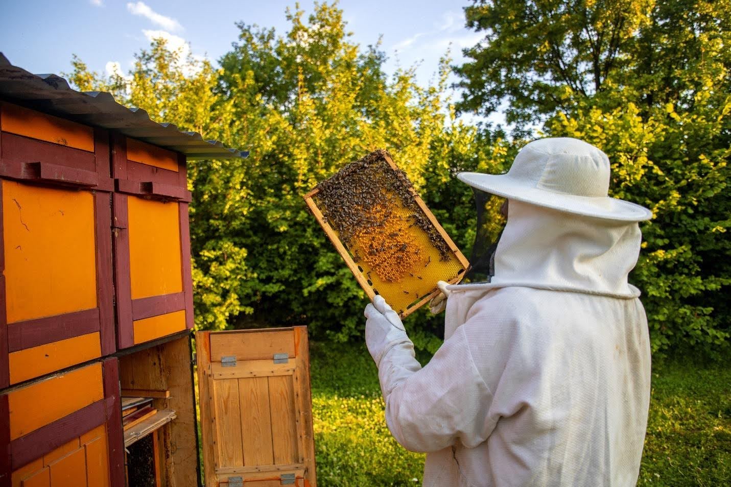 Bee Removal