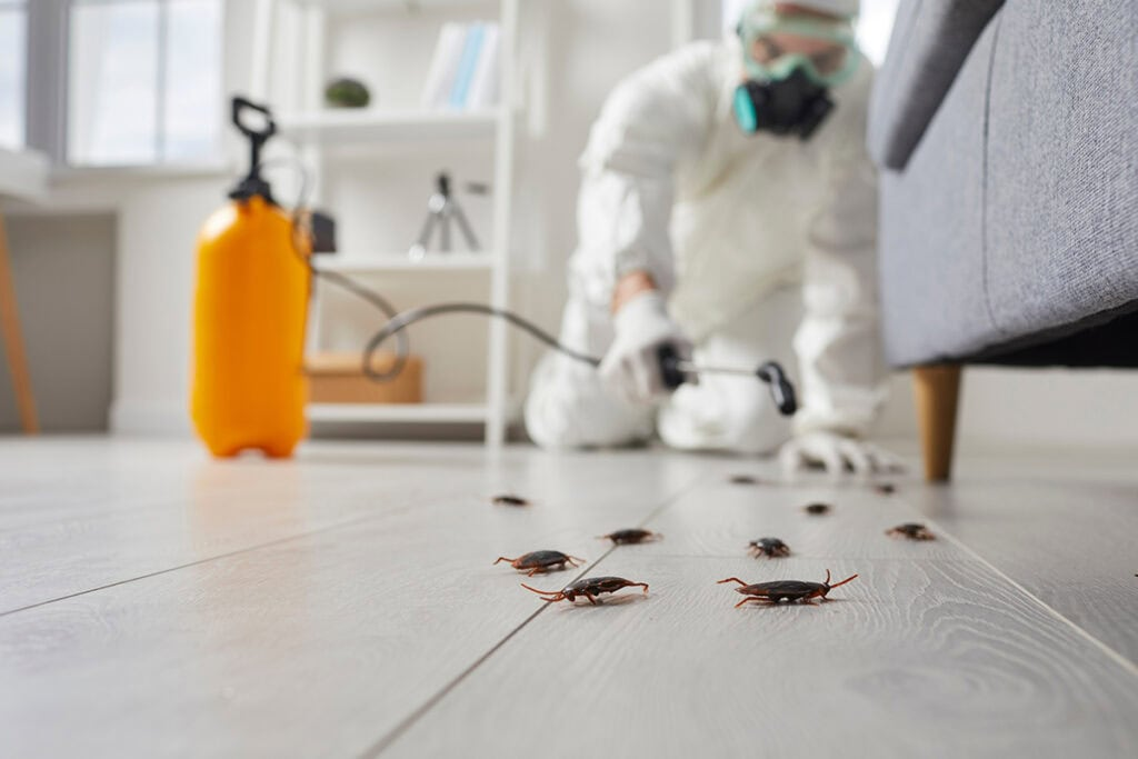 Mice Control